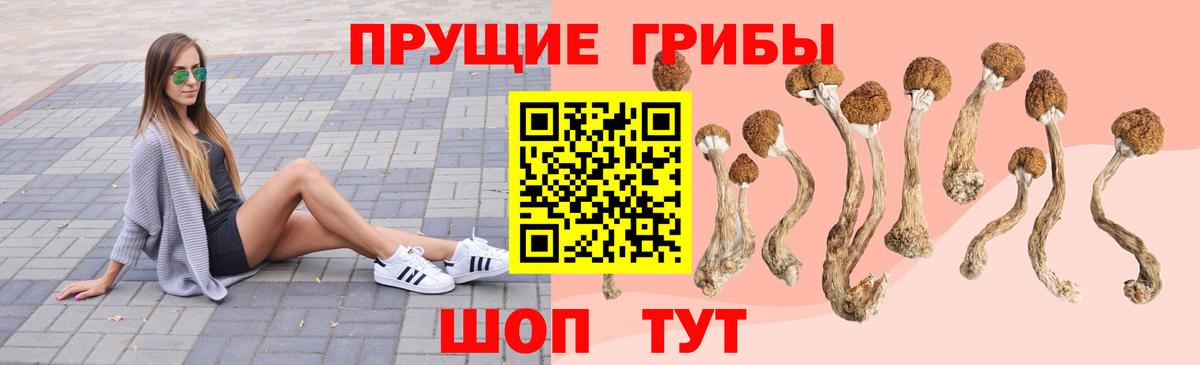 Псилоцибиновые грибы Psilocybe Дзержинск